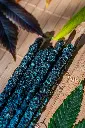 cannabis blue dream (2).webp