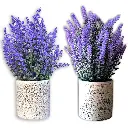 Maceta Flores de Lavanda (24x8cm).webp